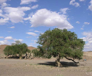 Одой хайлаас